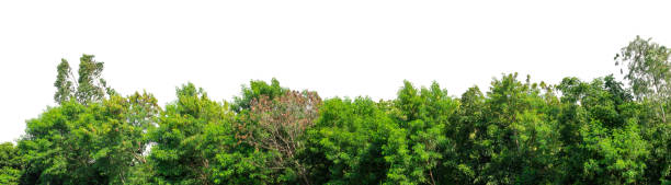 istock Forest and foliage in summer isolated on white background 2202030835