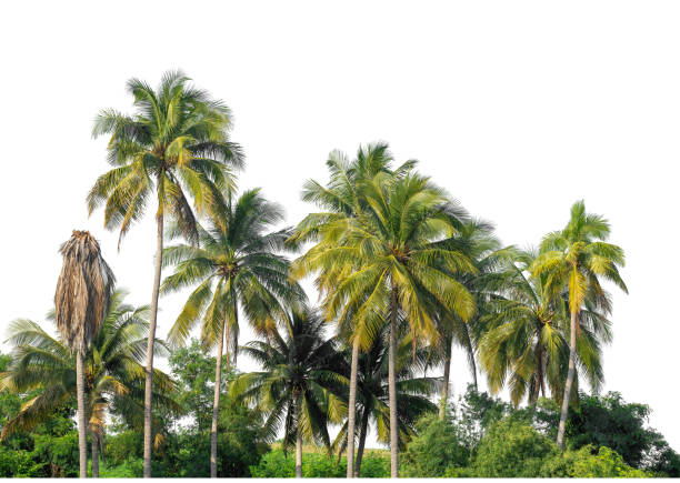 Coconut palm trees in summer on white background with clipping path and alpha channel, high resolution.