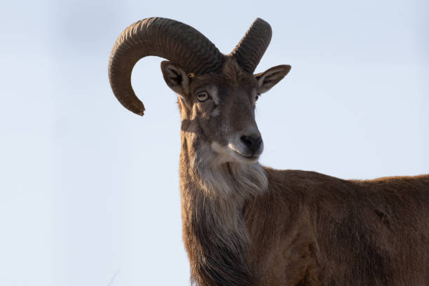 istock Transcaspian urial (Ovis orientalis arkal). Wild life animal. 2202032881