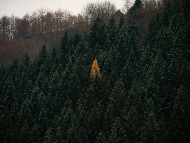 istock Yellow larch in green spruce pine trees in fall Carpathian mountains forest Contrasting colors Village in Transcarpathia 2202033208
