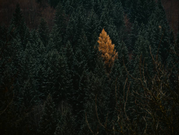 istock Yellow larch in green spruce pine trees in fall Carpathian mountains forest Contrasting colors Village in Transcarpathia 2202033213