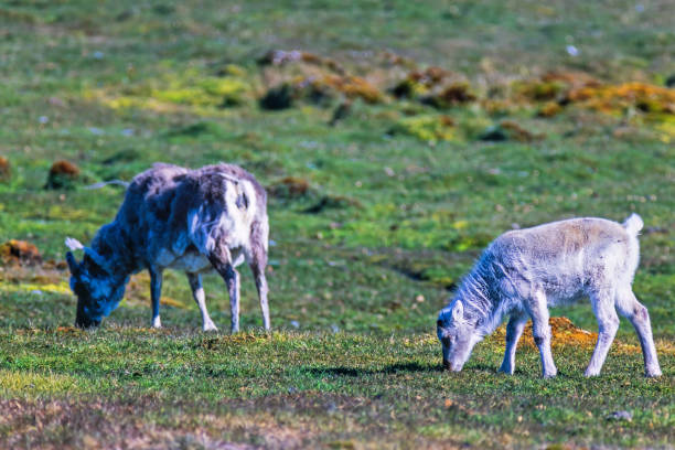 Svalbard Reindeer female and a calf grazing