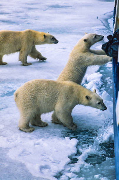 Two polar bears climbing out of water. Symbolic for climate situation in the arctic. Copy- space.