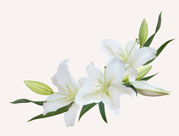 White Lily flower bouquet isolated on white background