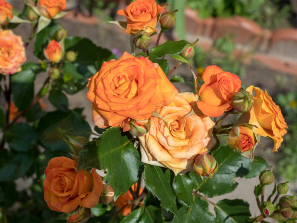 istock orange roses in the garden 2202037570