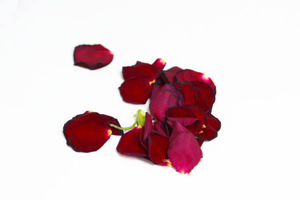 Red rose petals, extreme close up background