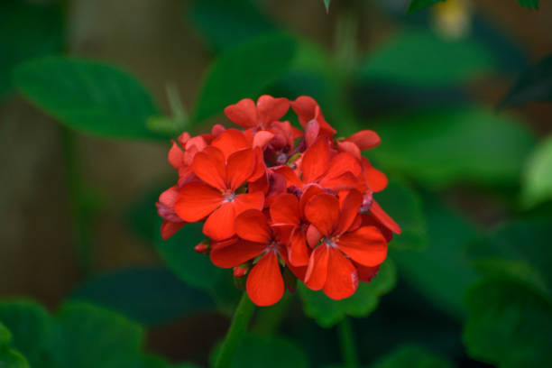 Vibrant Red Geranium in Lush Greenery A close-up shot of a stunning red geranium flower in full bloom, set against a lush green background. Captured in Zambia, this image highlights the beauty of nature with its vivid colors and delicate petals. joule stock pictures, royalty-free photos & images