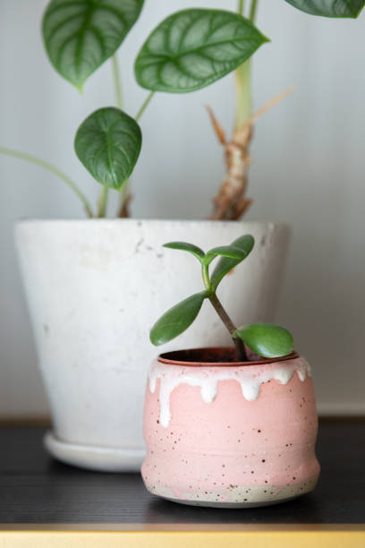 istock Crassula ovata in pink planter 2202041772