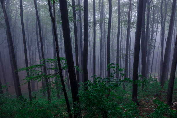 istock Misty forest landscape with trees enveloped in fog during early morning hours 2202041815