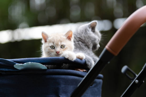 istock British Shorthair baby kittens in cat stroller. 2202045292