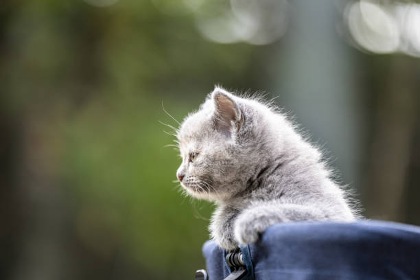 British Shorthair kitten is riding with cat stroller at public park.\nManila - Philippines.