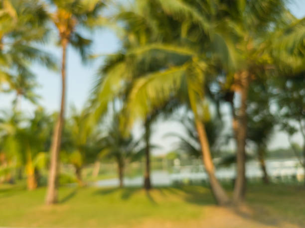 Palm trees on a tropical park on thin cloud day and sunny blur. natural blurry and bokeh