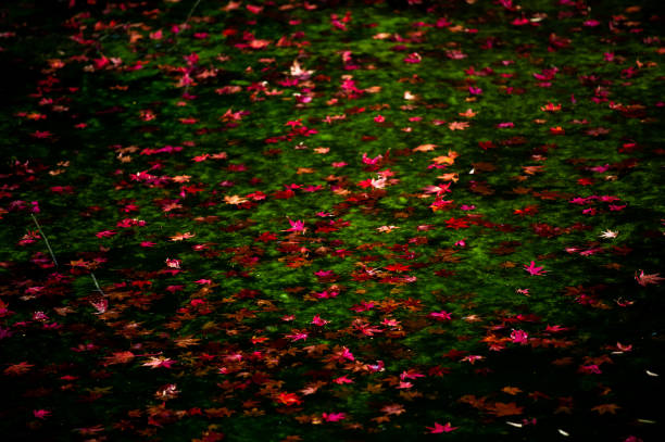 The red maple leaves of autumn.
