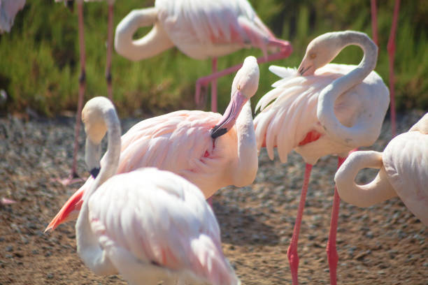 Flamingo bird in Ras Al Khor Dubai park