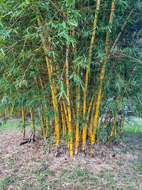 Close-up on part of a bamboo grove on a sunny day.