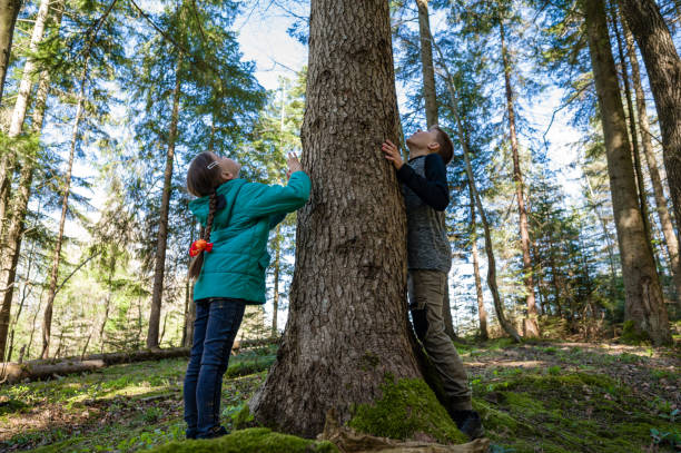 Two children stand by a tall tree trunk in a lush forest, looking up in awe. Sunlight filters through the leaves, creating a magical atmosphere.