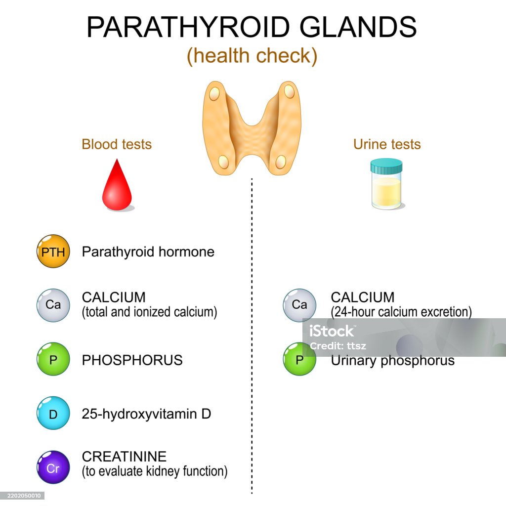 Lab Parathyroid Model Checkup Of Parathyroid Glands Function Stock Illustration - Download ...