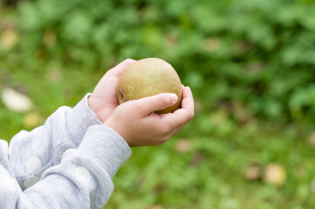 A child gently cradles a ripe, green apple in their hands, with a blurred green background suggesting a natural outdoor setting like an orchard or garden.