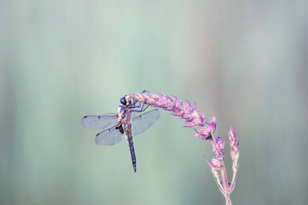 istock Dragonfly on a saffron flower. Delicate light photo 2202050189