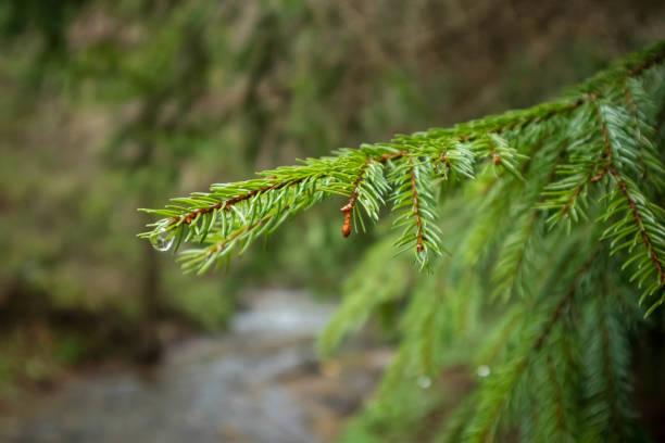 A vivid macro shot highlighting the intricate details of pine leaves glistening with raindrops. The image embodies the essence of a fresh, rainy day in nature's serene forest, capturing both elegance and organic beauty.