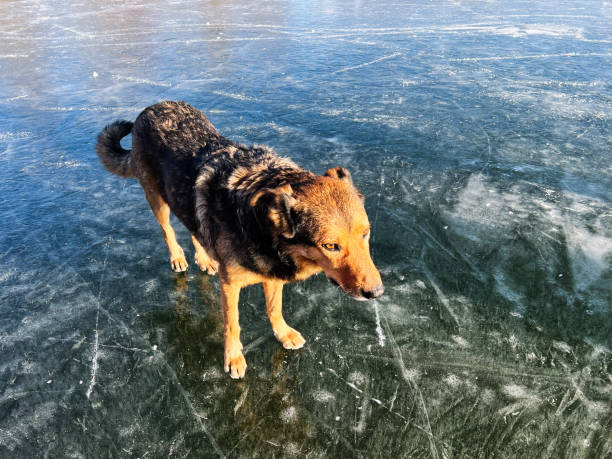 A brown dog standing on a clear frozen lake reflecting a winter's sky
