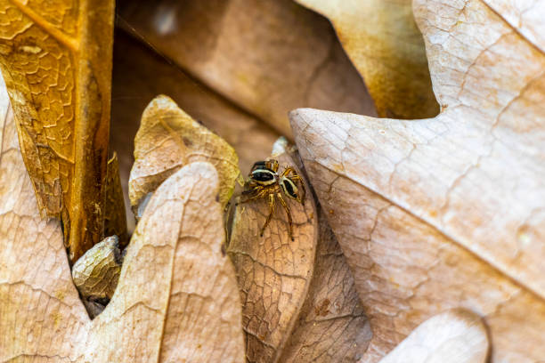 Small beautiful jumping spider on brown leaves in Khao Lak Amphoe Takua Pa Phang Nga Thailand in Southeast Asia.