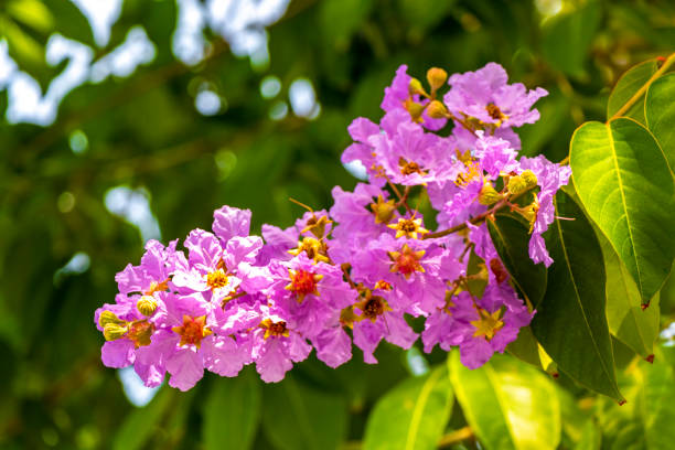 Lagerstroemia macrocarpa Wall Flower,Lythraceae,Queen's flower.