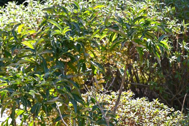 istock Coral bush (Ardisia crenata) yellow berries. Primulaceae Ardisia evergreen shrub. 2202055837