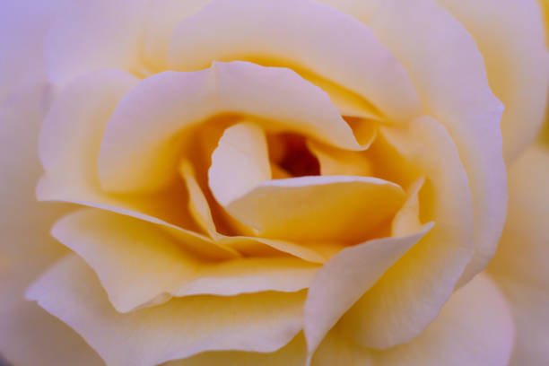 white rose with drops