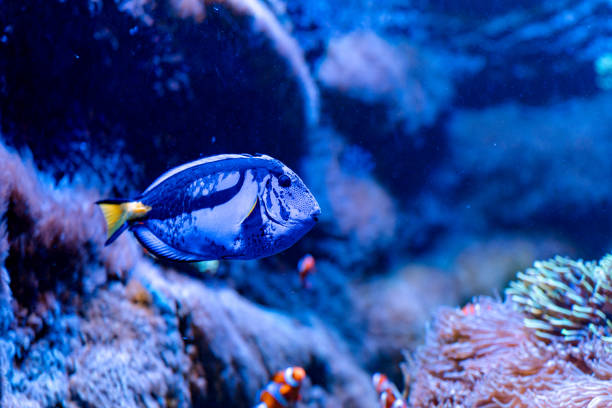istock Blue Tang in Aquarium 2202057224