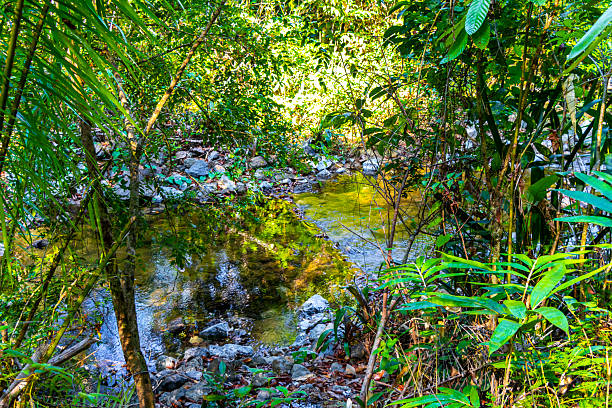 River at Ton Chongfa Waterfall and tropical jungle and nature landscape in Khao Lak Amphoe Takua Pa Phang Nga Thailand in Southeast Asia.