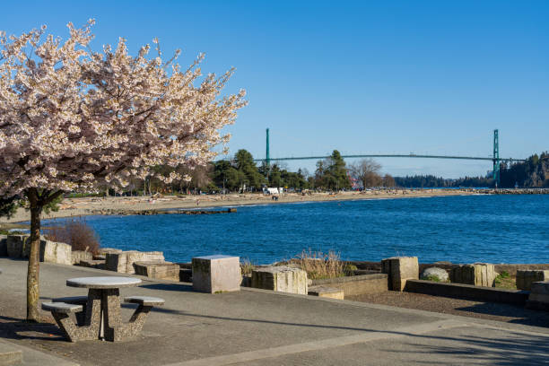 Ambleside Park Beach cherry blossoms. West Vancouver, BC, Canada.