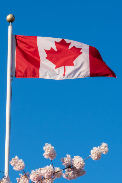 istock National Flag of Canada and cherry blossoms in full bloom. 2202058233