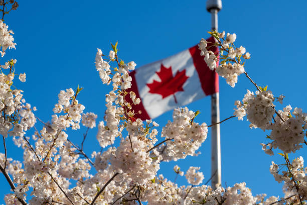 National Flag of Canada and cherry blossoms in full bloom.