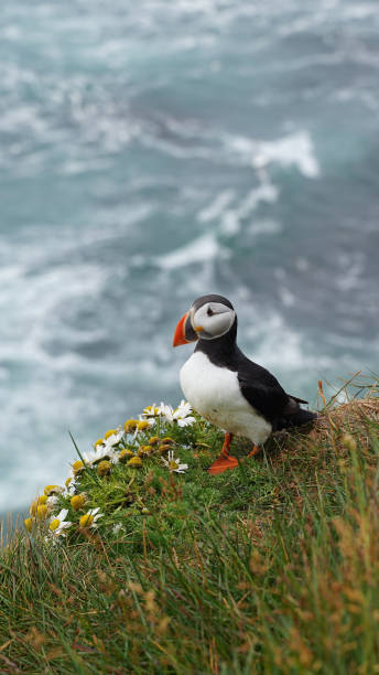 istock Puffin on the green cliffs of Iceland 2202059320