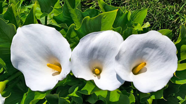 istock blooming white calla flowers in the garden 2202060088