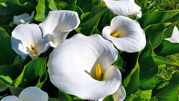 istock blooming white calla flowers in the garden 2202060112