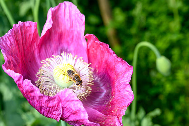 A honeybee is shown collecting pollen from a vibrant pink poppy flower. The bee is gathering pollen to bring back to its hive to feed the colony. This symbiotic relationship benefits both the bee, which gets food, and the flower, which gets pollinated.