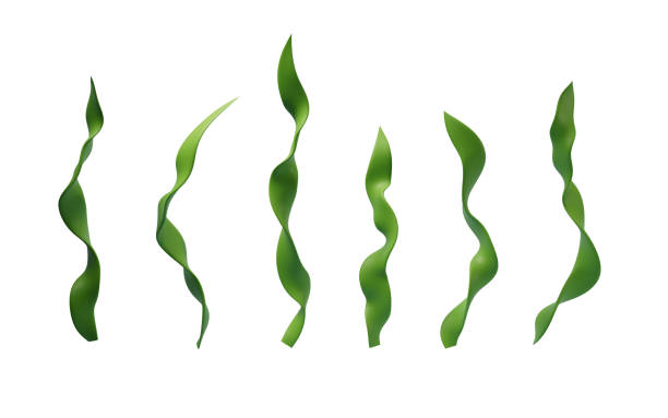 Green seagrass with cartoon style, 3d rendering. 3D illustration.