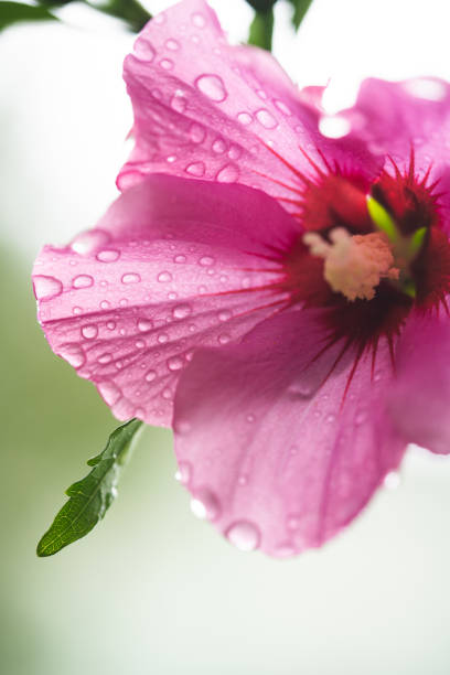 beautiful purple hibiscus flowers on a bush