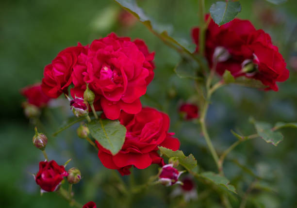 istock beautiful red rose growing in the garden 2202061889