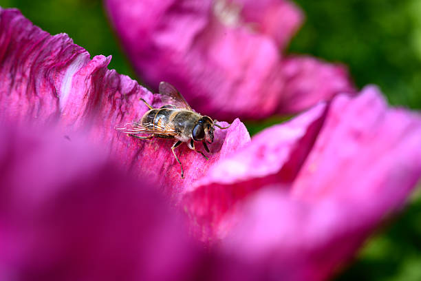 Pink Cranesbill and Hoverfly in a domestic English garden.