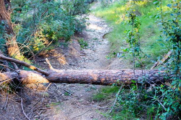 istock Sunlit forest with log and green leaves 2202061929