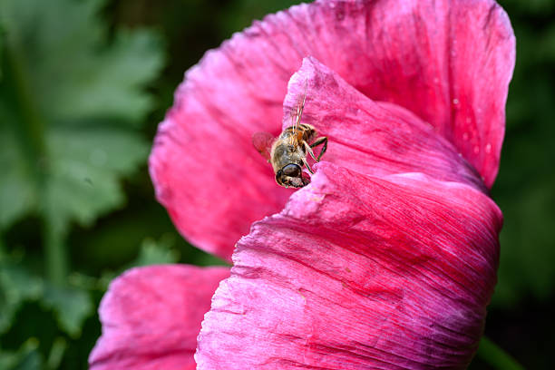 A red poppy flower attracts a buzzing bee, showcasing the beauty of nature and the vital process of pollination