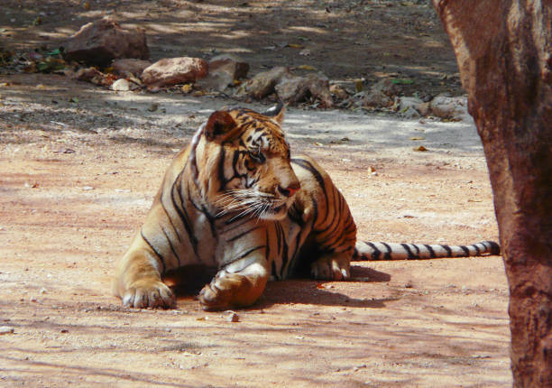 Illustration of a Rare White Striped Wild Tiger