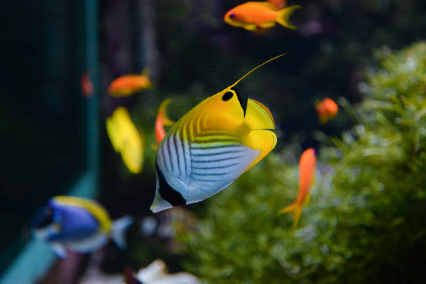 Tropical angel fish swims in an aquarium between reefs