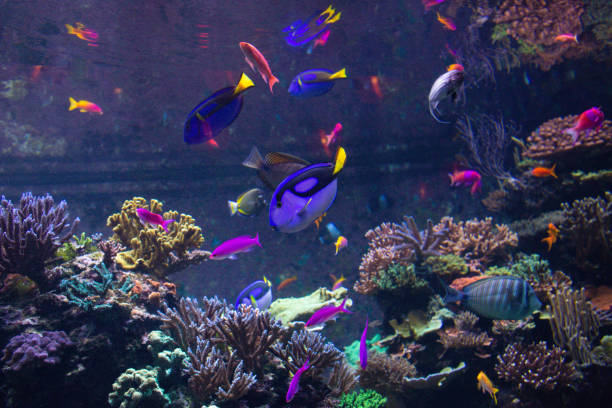 istock Blue Tang fish swims in a large aquarium with other fish 2202064029