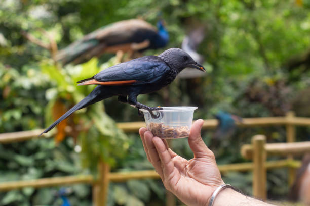 a beautiful  bird red-winged starling sits on a hand and eats larvae