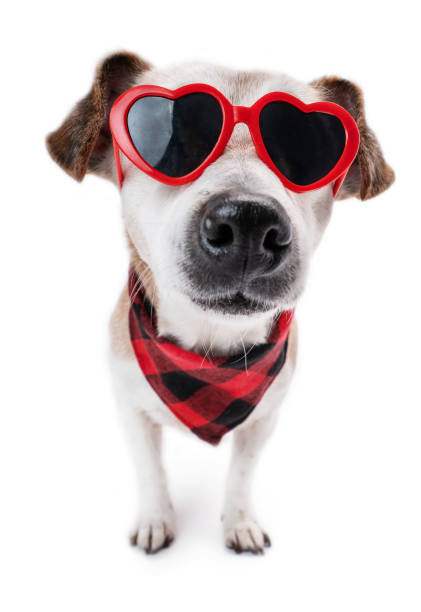 Cool stylish dog face looks at the camera.