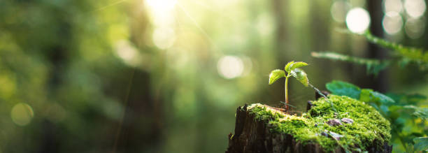 istock Young plant in the rays of sunlight. Eco concept 2202065659